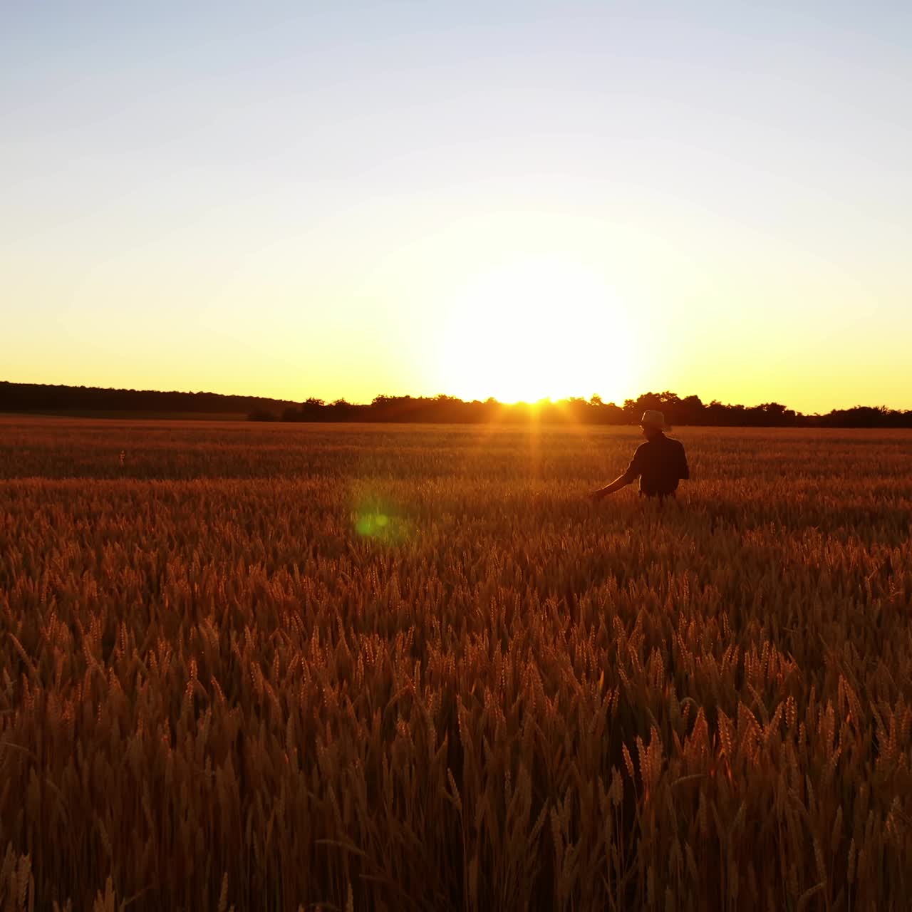 Golden field at sunset. Farmer inspecting the harvest in the evening. Agriculturist on the ripe field against the setting sun. Motion camera forward.