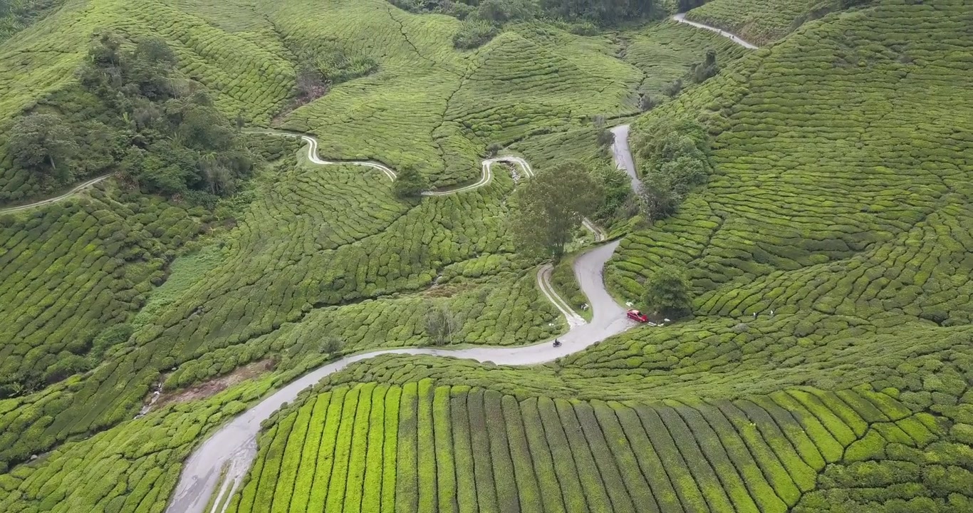 Riprese drone 4K: Strade tortuose nelle piantagioni di tè di Cameron Highlands.