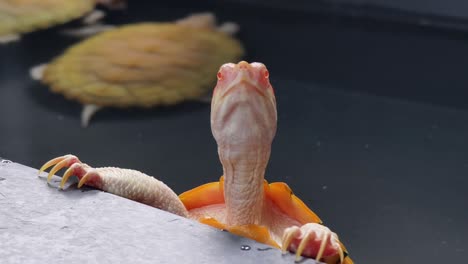 orange turtle looking up