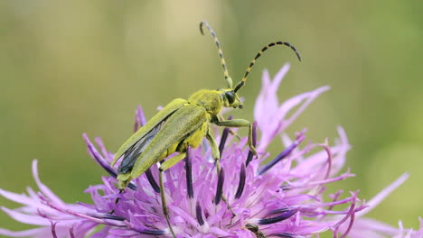 green longhorn beetle on a purple flower