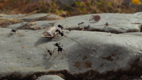 primer plano extremo de una colonia de hormigas en el suelo