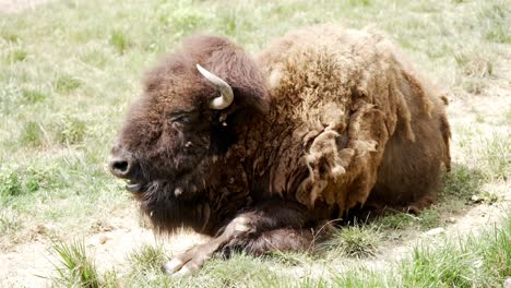 A-horned-buffalo-reclines-on-grassy-terrain,-captured-in-slow-motion