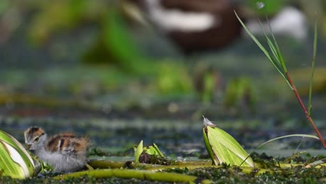 beautiful chicks of jacana feeding in water lily pond in morning