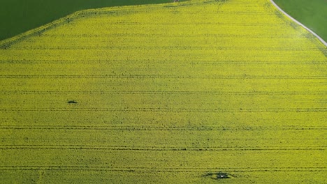 Tiro-De-Dron-Del-Campo-De-Canola-Amarillo-Brillante,-Revelación-De-Inclinación-Hacia-Arriba-De-Campos-Verdes-Y-Paisaje