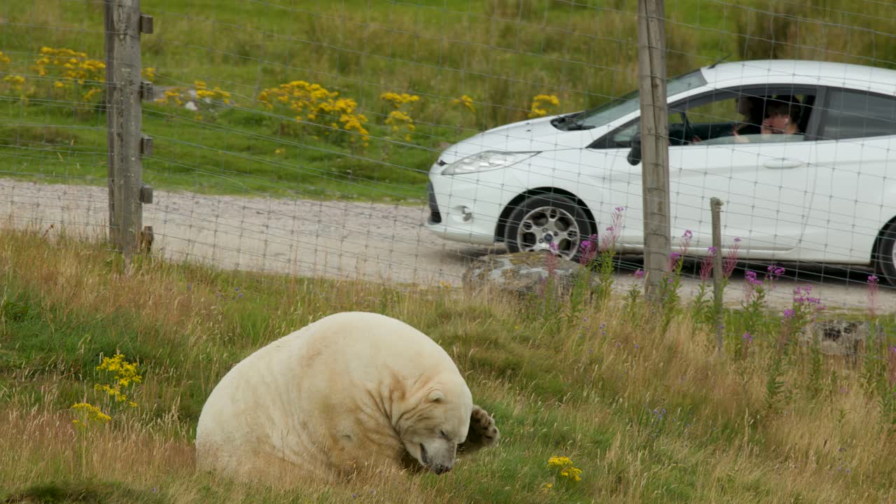 Polar bear rests in grassy enclosure as cars with tourists drive past, daylight, static camera