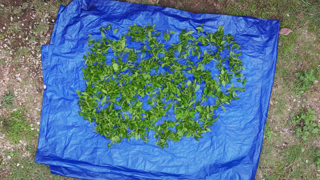 Footage of stinging nettle (sisno) used as Ayurvedic herbal medicine. Highlights natural remedy, traditional healing, and medicinal plant use in a rural environment