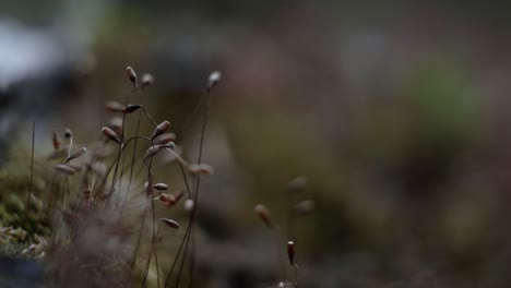 Macro-close-up-of-a-group-of-spores-growing-out-of-moss-on-a-log-in-the-middle-of-a-river-in-the-Utah-mountains