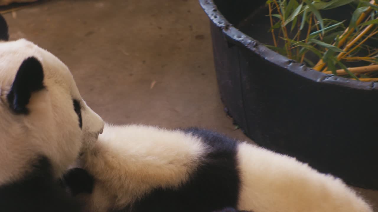 big panda plays with it's baby, wildlife animals in the zoo, close-up view, digital film look