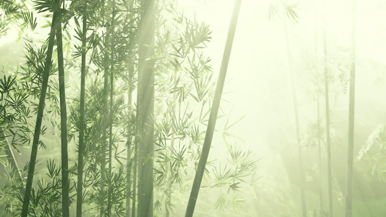 Morning light bathes a misty bamboo grove in serenity