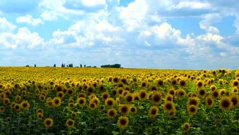 field of sunflowers against the sky. cultivation of sunflowers. summer