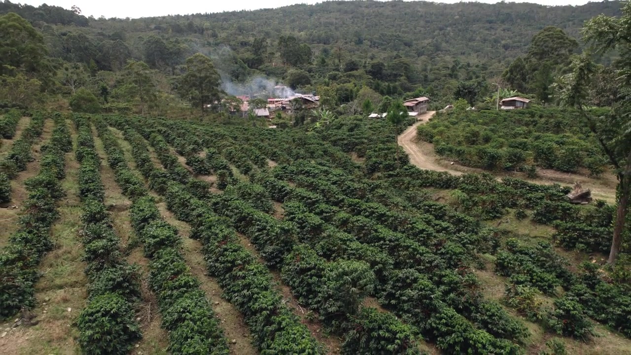 Toma de dron de hileras ordenadas de plantación de café bordeadas por un camino de tierra curvo a través de tierras de cultivo