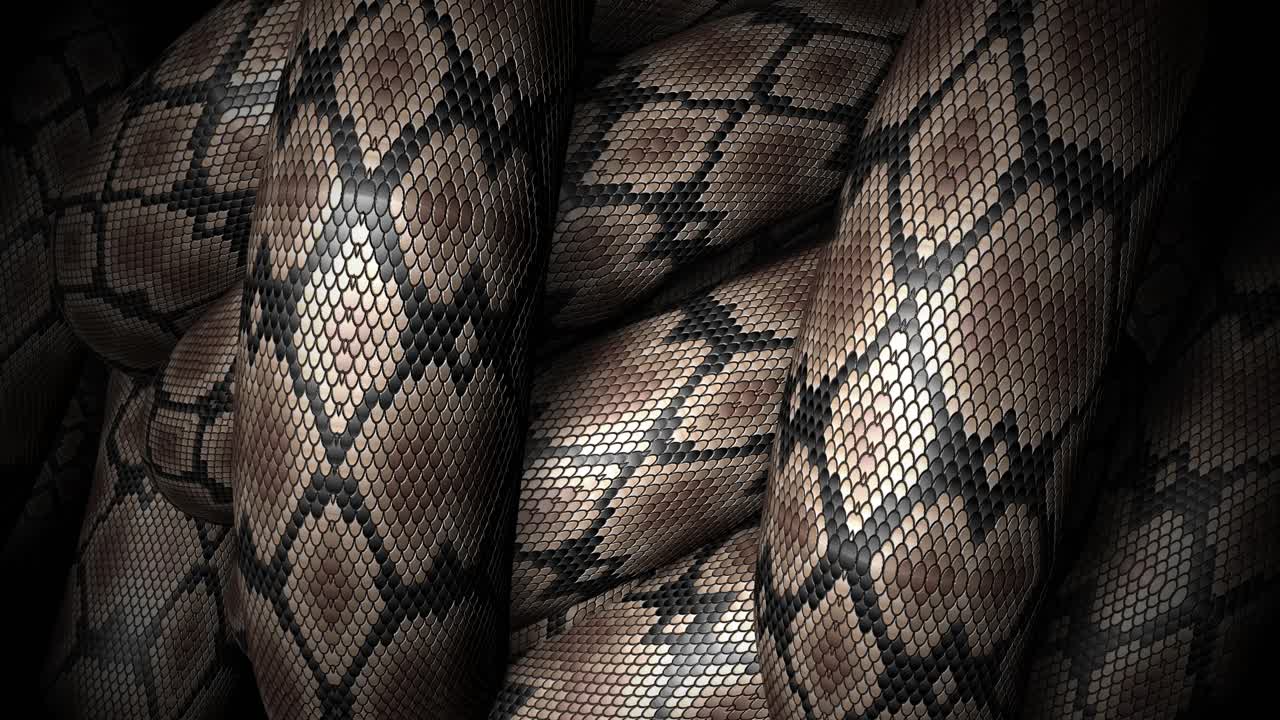 Closeup of Snake Skin Texture