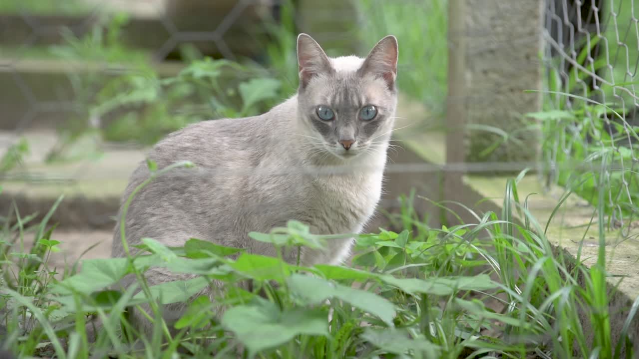 정원이 있는 뒷마당에서 세심한 샴 고양이