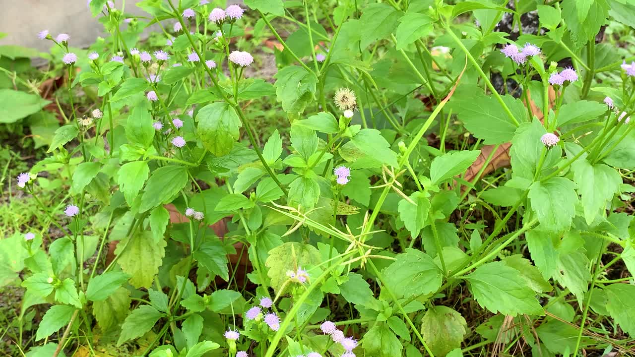 hierba verde después de la lluvia en el patio