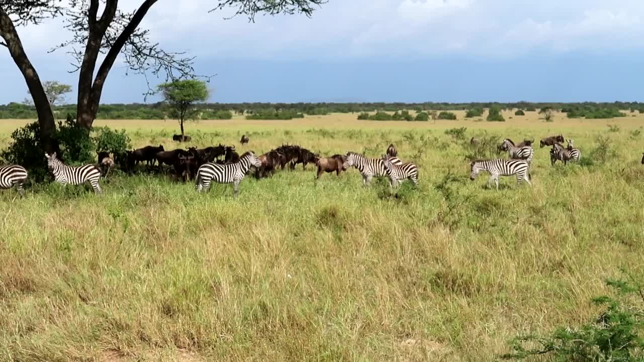 mezcla de grupos de cebras salvajes y ñus que migran en la interminable llanura de serengeti