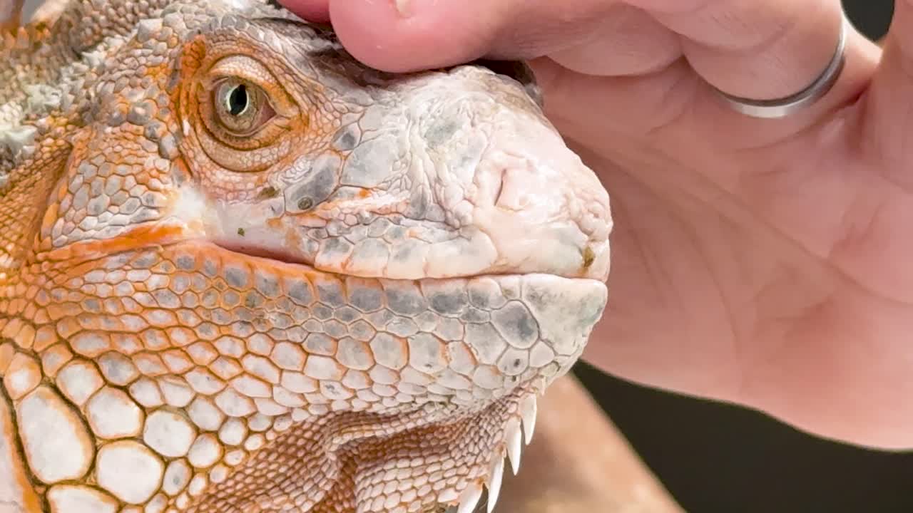 A person's hand strokes the head of a calm orange iguana in a close-up shot
