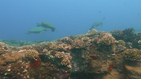 Tres-Grandes-Tortugas-Marinas-Verdes-Nadando-En-Una-Estación-De-Limpieza-En-El-Océano-Pacífico-Azul-Turquesa