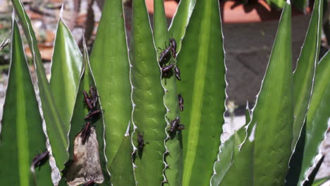 Grillos-Negros-De-Florida-Se-Mueven-Lentamente-Sobre-Las-Hojas-De-Una-Planta-De-Aloe-Vera