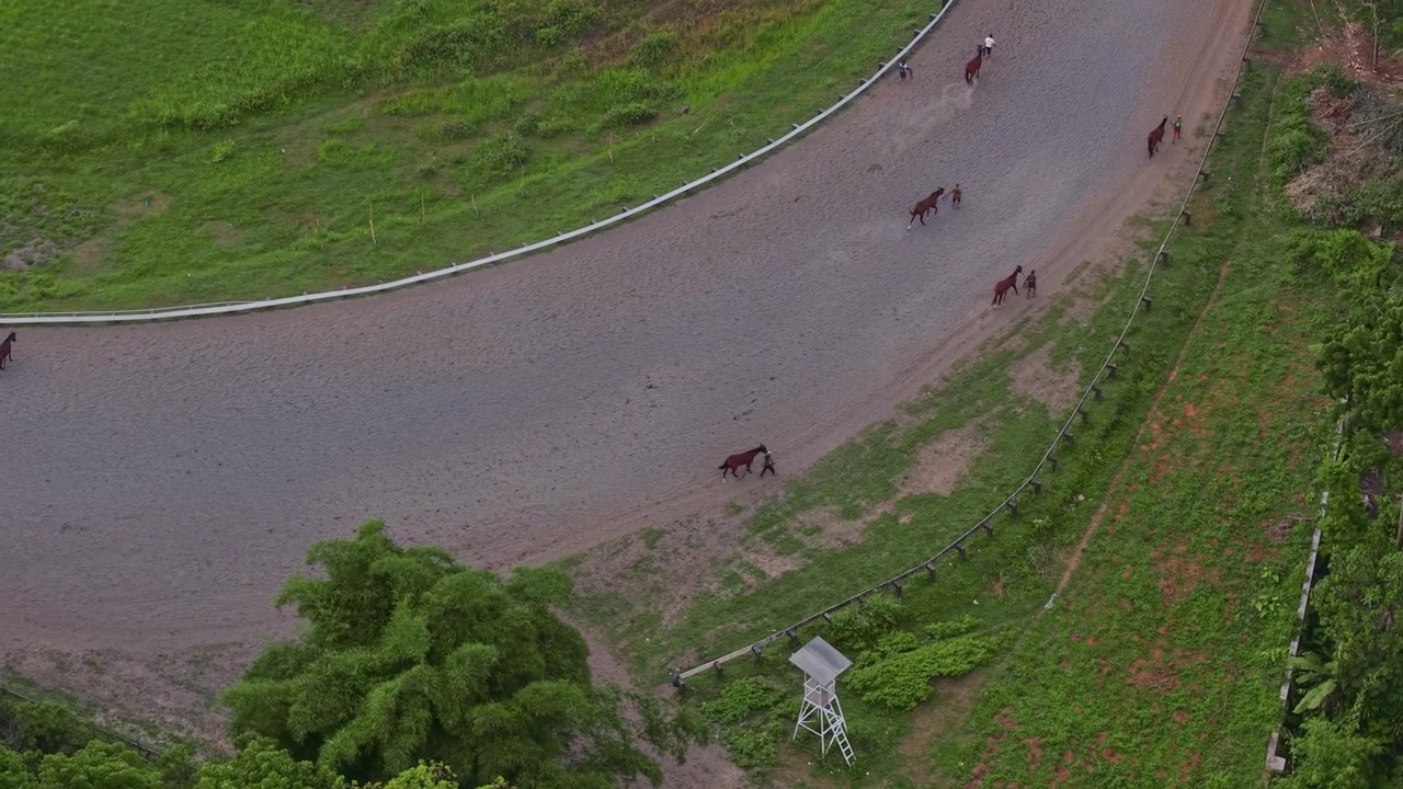Luftfoto fra drone af stalddrenge, der fører væddeløbsheste langs en træningsbane. Morgentræning i en væddeløbsstald, set oppefra. Ridesport.
