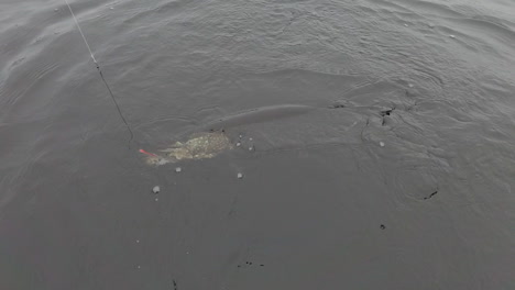 Video-En-Cámara-Lenta-De-Lucio-Atrapado-O-Esox-Lucius-En-Un-Wobbler-Colorido-Tratando-De-Liberarse