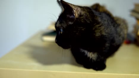 un gato doméstico de manchas oscuras se sienta junto a una pila de libros en la mesa.