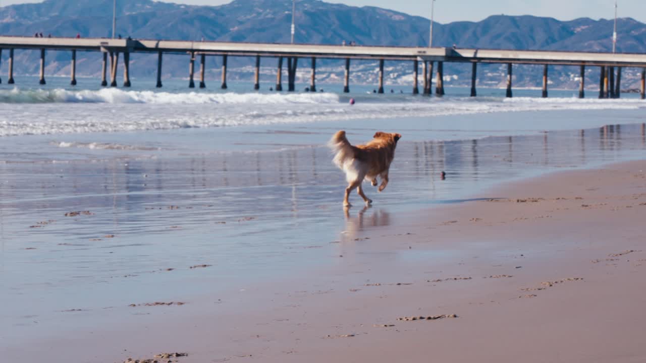 골든 리트리버 개가 달리고 해변에서 공을 잡고, 느린 동작