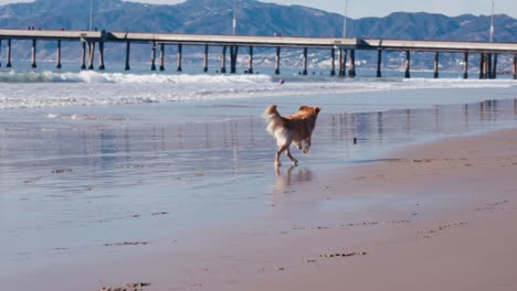 golden retriever dog running and catching the ball on beach, slow motion