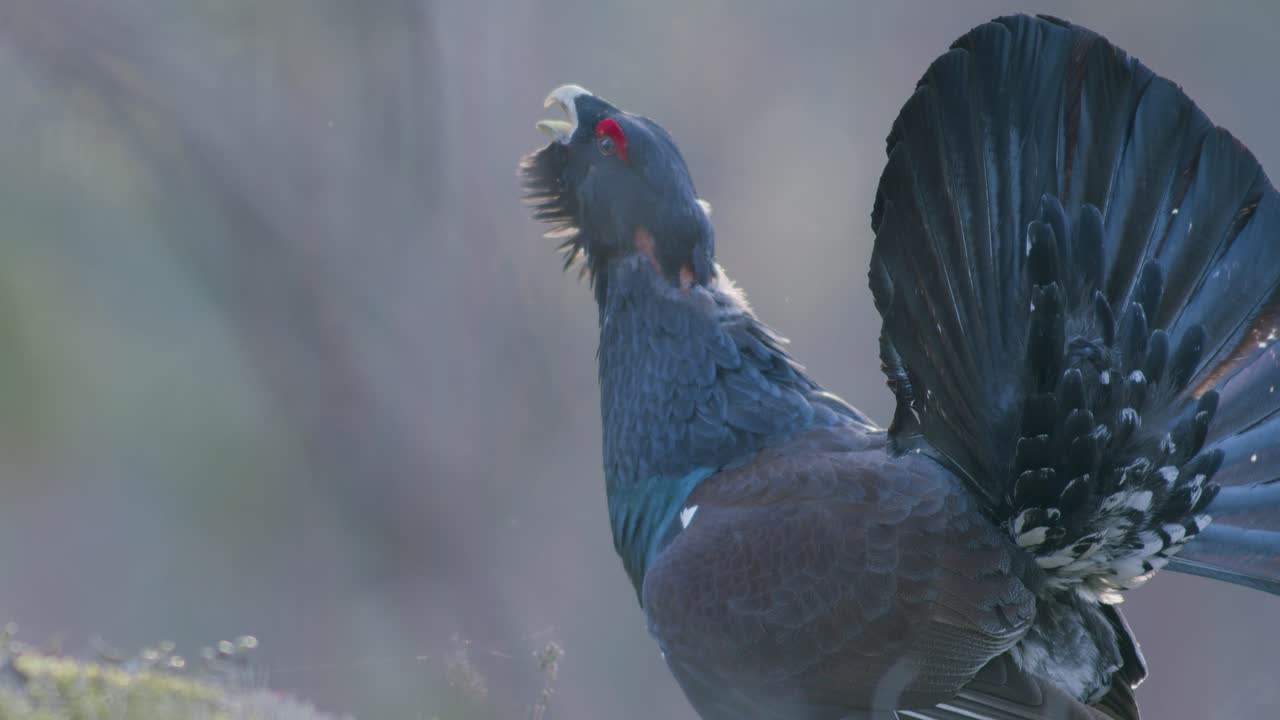 남성 서부 캐퍼케일리 (western capercaillie) 는 렉 (lek) 지역에서 렉킹 (lekking) 계절에 소나무 숲에서 아침 빛에 가까이 서식합니다.