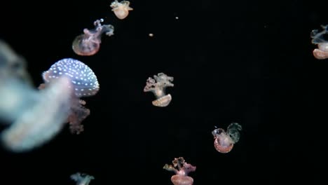 Valencia-Aquairium-28