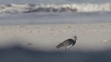 Leyes-Del-Sur-En-La-Playa-Sando-Con-Las-Olas-Al-Fondo