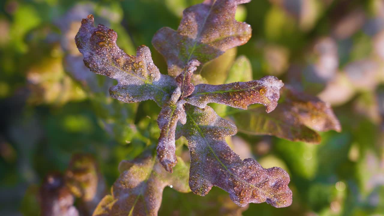 estante enfocado en el follaje helado en un día soleado