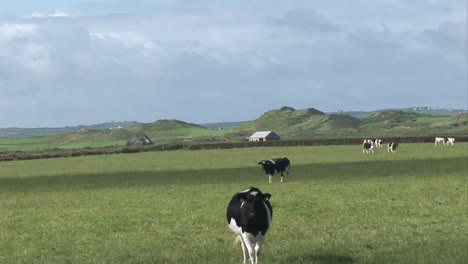 cows in a field