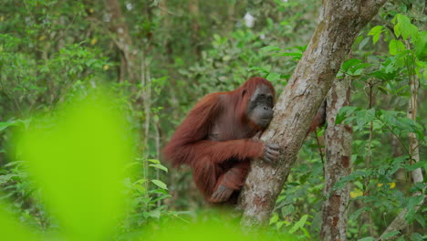 orangutan in a tropical forest