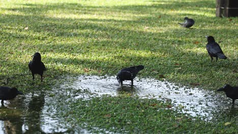 multiple birds pecking at seeds on grass