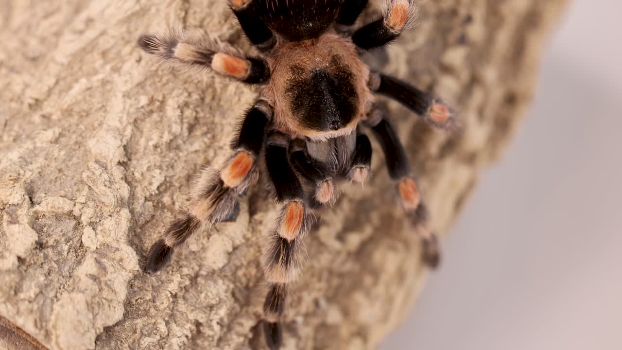 A tarantula moves across textured bark in natural lighting, showcasing its detailed features and movement in a close-up view