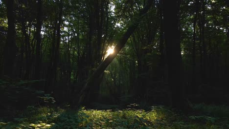 bosques oscuros y sombríos con rayos de sol que brillan a través del denso follaje por la mañana