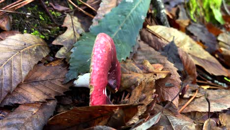 toxic red mushroom between fallen leaves