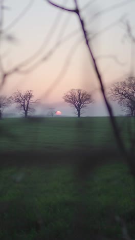 vertical view of idyllic tree silhouettes along lush green fields during sunset - selective focus