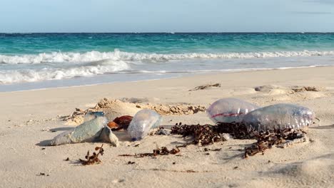 the portuguese man o' war , also known as the man-of-war, is a marine hydrozoan found in the atlantic ocean and the indian ocean