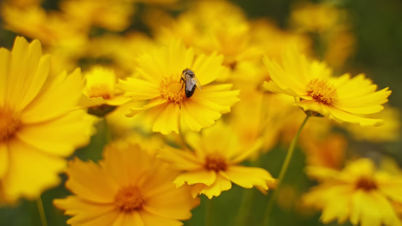 Ape che raccoglie polline da un fiore. Sfondo con bellissimi fiori gialli, primo piano.