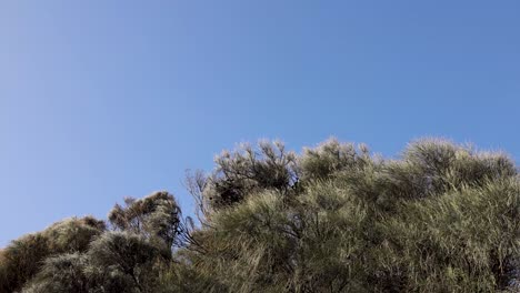 trees swaying under clear blue sky