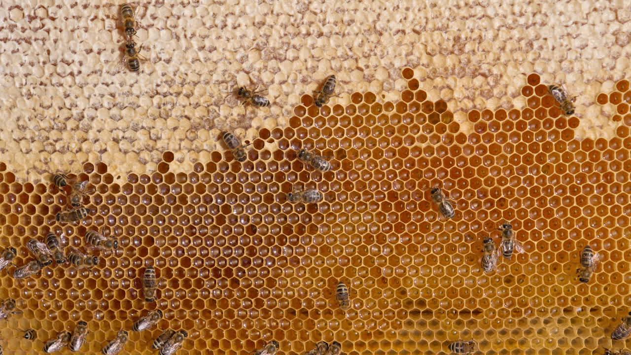 Honey frame with half-sealed honeycombs ready for honey harvesting. Some bees crawling by the wax cells. Close up.