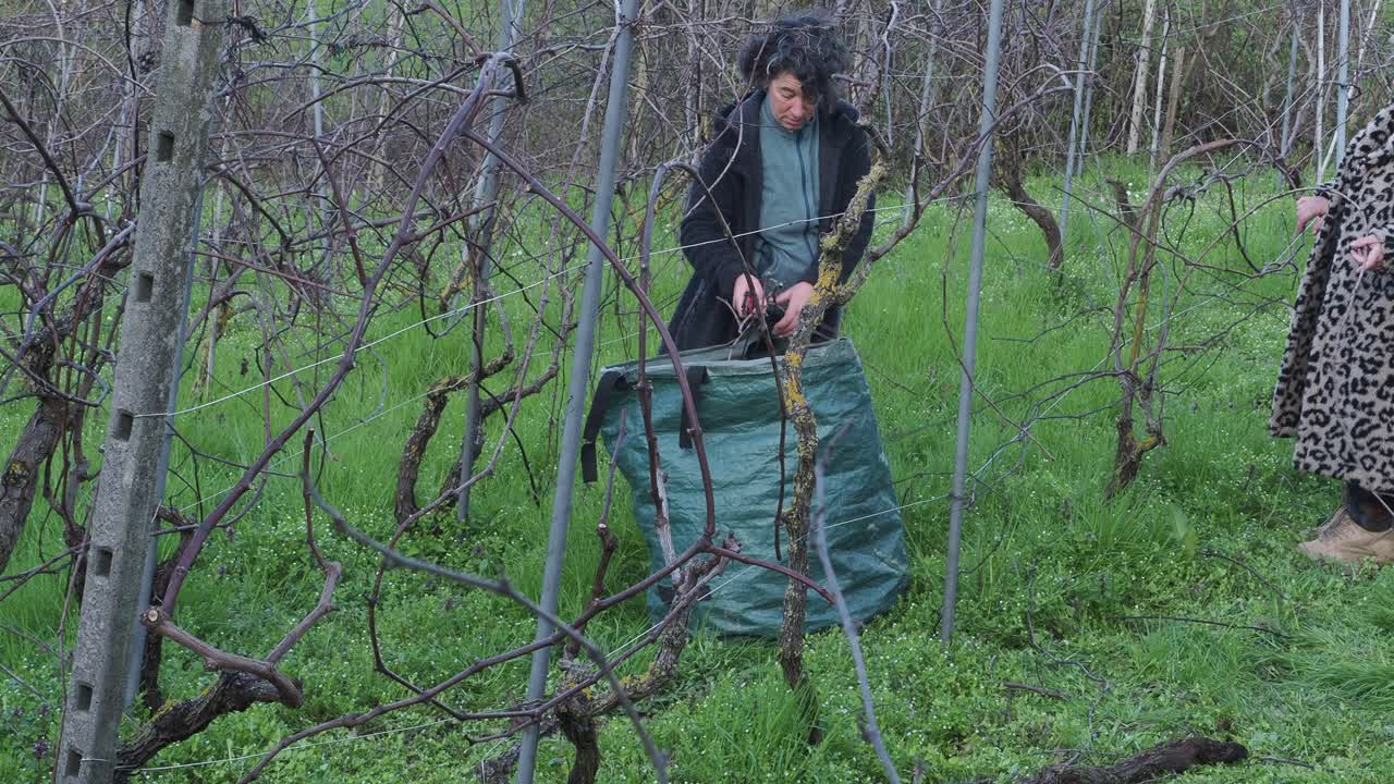 Senior Caucasian woman meticulously pruning grapevines (Vitis vinifera) in an organic vineyard on a rising slope during the late winter months. Real time
