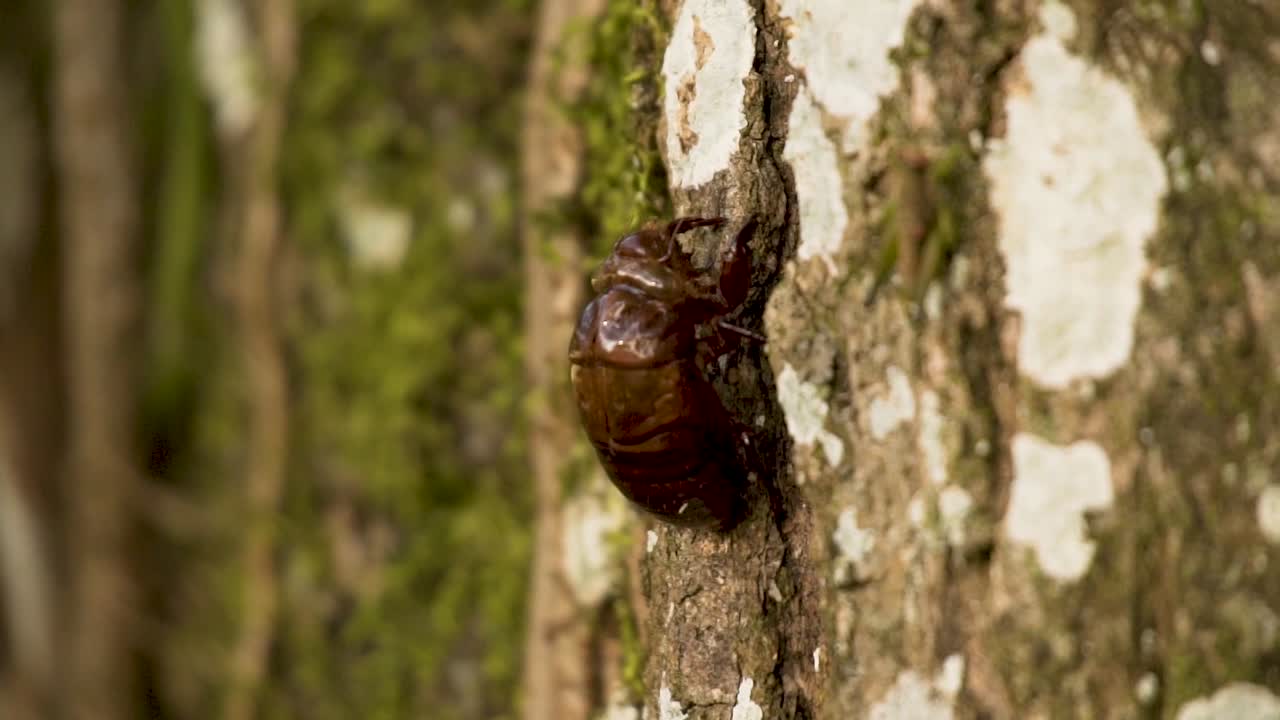 Beetle Clinging On Tree Trunk With Rough Bark. close up