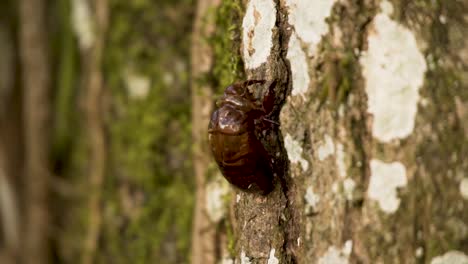 beetle clinging on tree trunk with rough bark. close up