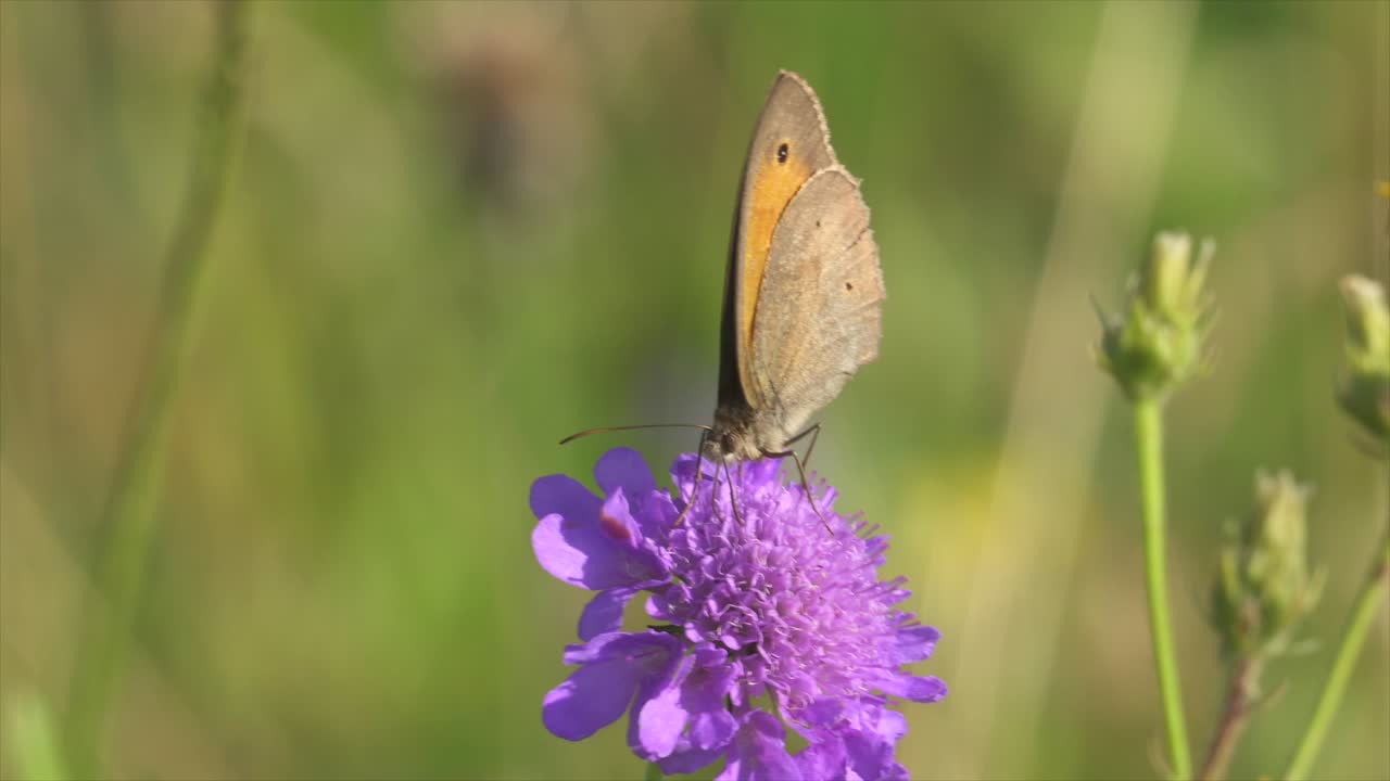 primer plano de la belleza de la mariposa sentada en la flor morada durante la temporada de verano