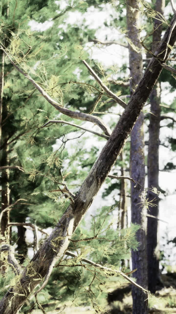 Luce del sole che filtra tra gli alberi di una foresta lussureggiante vicino a un lago tranquillo