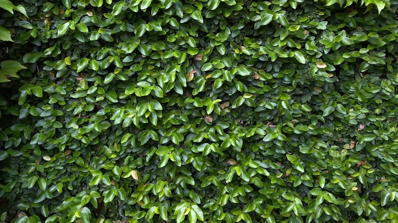 Green lush wall of leaves