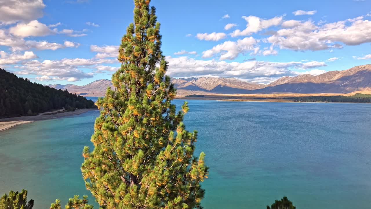 Drone ascends along a tree and moves forward over Tekapo Lake, revealing the blue water and surrounding alpine mountains