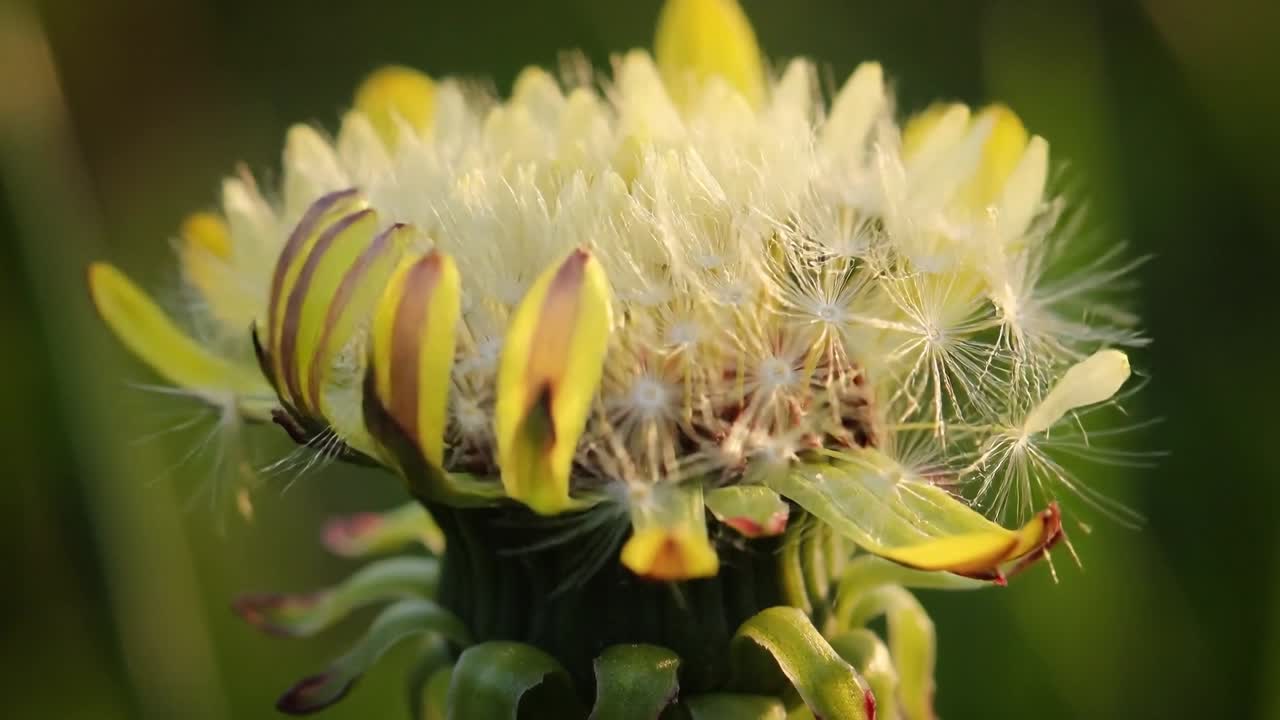 Fiore composito in un prato che, rispondendo a una leggera brezza calda, trasforma i petali gialli in un pappo bianco.